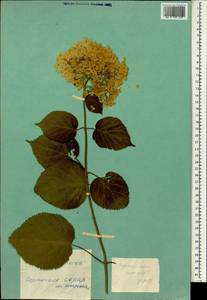 Hydrangea cinerea Small, South Asia, South Asia (Asia outside ex-Soviet states and Mongolia) (ASIA) (Not classified)