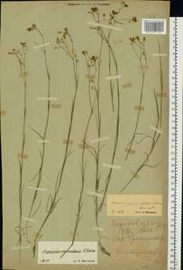 Eremogone saxatilis (L.) Ikonn., Eastern Europe, North Ukrainian region (E11) (Ukraine)