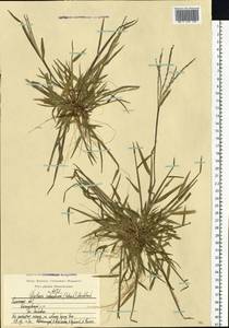 Digitaria ischaemum (Schreb.) Muhl., Eastern Europe, Central region (E4) (Russia)