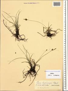 Carex liparocarpos subsp. bordzilowskii (V.I.Krecz.) T.V.Egorova, Caucasus (no precise locality) (K0)