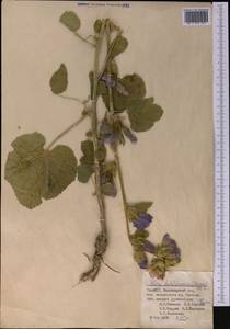 Alcea baldshuanica (Bornm.) Iljin, Middle Asia, Pamir & Pamiro-Alai (M2) (Tajikistan)