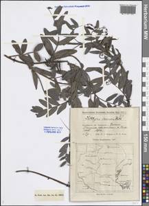 Lathyrus incurvus (Roth) Willd., Middle Asia, Caspian Ustyurt & Northern Aralia (M8) (Kazakhstan)