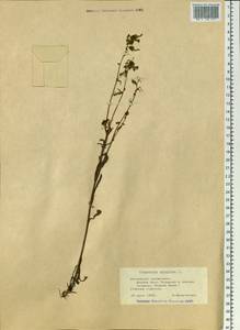 Campanula sibirica L., Siberia, Altai & Sayany Mountains (S2) (Russia)