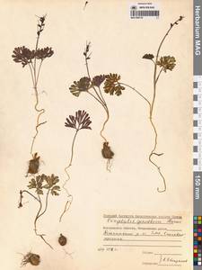 Corydalis gorodkovii Karav., Siberia, Chukotka & Kamchatka (S7) (Russia)