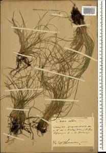 Carex alba Scop., Caucasus, Stavropol Krai, Karachay-Cherkessia & Kabardino-Balkaria (K1b) (Russia)