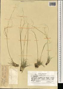 Stipa arabica Trin. & Rupr., South Asia, South Asia (Asia outside ex-Soviet states and Mongolia) (ASIA) (Afghanistan)