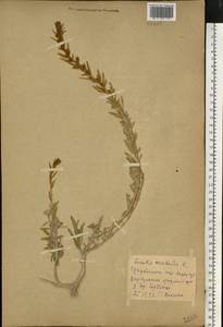 Krascheninnikovia ceratoides (L.) Gueldenst., Eastern Europe, North Ukrainian region (E11) (Ukraine)