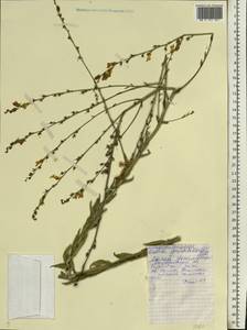 Linaria macroura (M. Bieb.) M. Bieb., Eastern Europe, Lower Volga region (E9) (Russia)