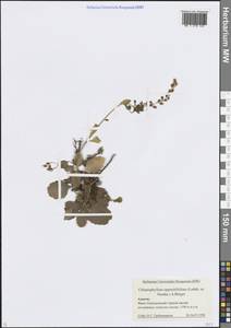 Umbilicus oppositifolius Ledeb., Caucasus, Krasnodar Krai & Adygea (K1a) (Russia)