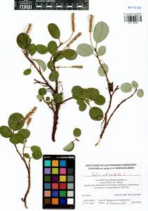Salix reticulata, Siberia, Yakutia (S5) (Russia)