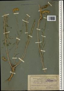 Achillea tenuifolia Lam., Caucasus, Azerbaijan (K6) (Azerbaijan)