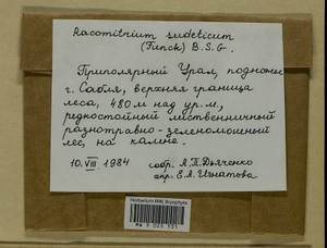 Bucklandiella sudetica (Funck) Bedn.-Ochyra & Ochyra, Bryophytes, Bryophytes - European North East (B7) (Russia)