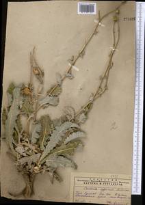 Cousinia affinis Schrenk, Middle Asia, Pamir & Pamiro-Alai (M2) (Uzbekistan)