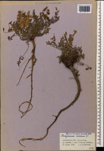 Hedysarum varium Willd., Caucasus, Armenia (K5) (Armenia)