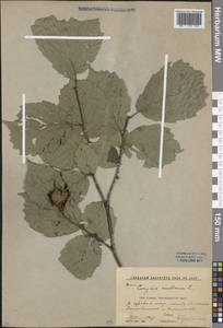 Corylus avellana L., Caucasus, Krasnodar Krai & Adygea (K1a) (Russia)