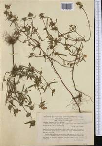 Galeopsis angustifolia Ehrh. ex Hoffm., Western Europe (EUR) (Romania)