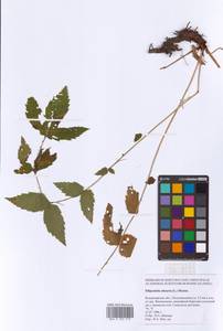 Filipendula ulmaria (L.) Maxim., Eastern Europe, Central region (E4) (Russia)
