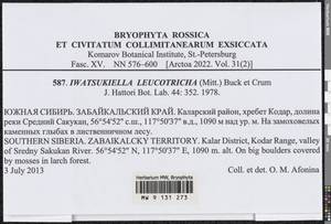 Iwatsukiella leucotricha (Mitt.) W.R. Buck & H.A. Crum, Bryophytes, Bryophytes - Baikal & Transbaikal regions (B18) (Russia)