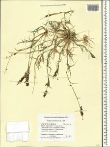 Tragus racemosus (L.) All., Crimea (KRYM) (Russia)