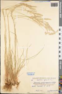 Koeleria pyramidata (Lam.) P.Beauv., Eastern Europe, North Ukrainian region (E11) (Ukraine)