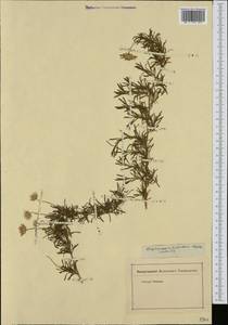 Felicia fruticosa (L.) G. Nicholson, Africa (AFR) (Not classified)