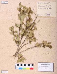 Betula humilis Schrank, Siberia, Altai & Sayany Mountains (S2) (Russia)