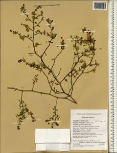 Fagonia cretica L., South Asia, South Asia (Asia outside ex-Soviet states and Mongolia) (ASIA) (Cyprus)