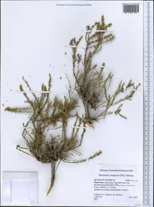 Hololachne soongarica (Pall.) Ehrenb., Middle Asia, Northern & Central Tian Shan (M4) (Kyrgyzstan)