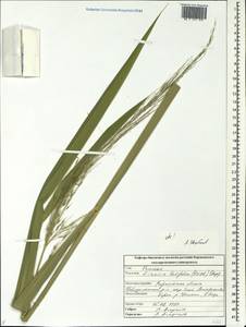Zizania latifolia (Griseb.) Turcz. ex Stapf, Eastern Europe, Central forest-and-steppe region (E6) (Russia)