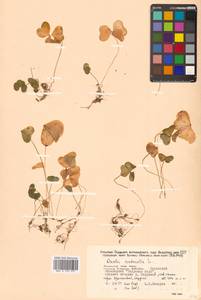 Oxalis acetosella L., Siberia, Russian Far East (S6) (Russia)