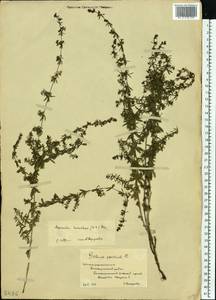 Galium humifusum M.Bieb., Eastern Europe, Lower Volga region (E9) (Russia)