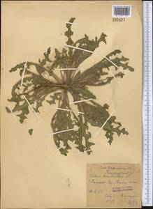 Centaurea benedicta (L.) L., Middle Asia, Syr-Darian deserts & Kyzylkum (M7) (Uzbekistan)