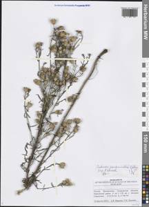 Centaurea pseudomaculosa Dobrocz, Eastern Europe, Middle Volga region (E8) (Russia)