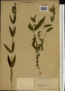 Stachys palustris L., Eastern Europe, Central forest region (E5) (Russia)