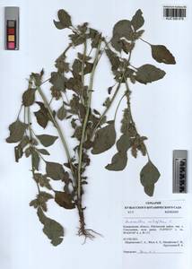 Amaranthus retroflexus L., Siberia, Altai & Sayany Mountains (S2) (Russia)