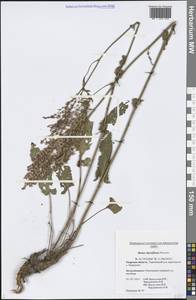 Rumex thyrsiflorus Fingerh., Eastern Europe, North-Western region (E2) (Russia)