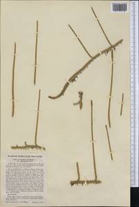 Lycopodiella inundata (L.) Holub, America (AMER) (United States)