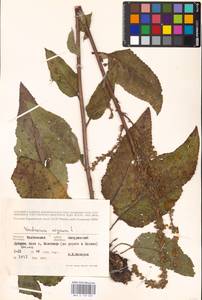 MHA 0 159 007, Verbascum nigrum L., Eastern Europe, Central forest-and-steppe region (E6) (Russia)