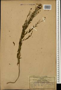 Linaria kurdica Boiss. & Hohen., Caucasus, Armenia (K5) (Armenia)