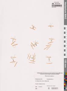 Ranunculus reptans L., Siberia, Chukotka & Kamchatka (S7) (Russia)