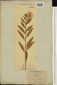 Oenothera biennis L., Eastern Europe, North Ukrainian region (E11) (Ukraine)