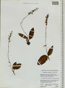 Hemipilia cucullata (L.) Y.Tang, H.Peng & T.Yukawa, Siberia, Russian Far East (S6) (Russia)
