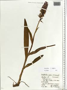Dactylorhiza majalis subsp. baltica (Klinge) H.Sund., Eastern Europe, Moscow region (E4a) (Russia)