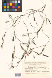 Ranunculus trichophyllus Chaix, Eastern Europe, Moscow region (E4a) (Russia)