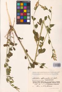 Melilotus officinalis (L.) Lam., Eastern Europe, Lower Volga region (E9) (Russia)