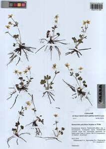 Ranunculus polyrhizos Stephan ex Willd., Siberia, Altai & Sayany Mountains (S2) (Russia)