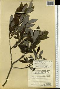 Salix brachypoda (Trautv. & C. A. Mey.) Kom., Siberia, Russian Far East (S6) (Russia)