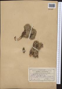 Oxytropis leucocyanea Bunge, Middle Asia, Western Tian Shan & Karatau (M3) (Kyrgyzstan)