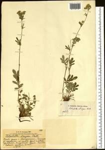 Potentilla pensylvanica L., Siberia, Altai & Sayany Mountains (S2) (Russia)