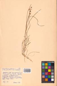 Scheuchzeria palustris L., Siberia, Russian Far East (S6) (Russia)